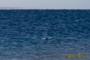 オオワシ　(Steller's sea eagle)　