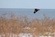 オオワシ　(Steller's sea eagle)　