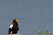 オオワシ　(Steller's sea eagle)　