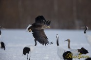 White-tailed Eagle　オジロワシ