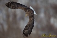 オジロワシ　White-tailed Eagle