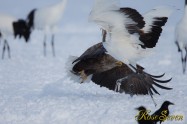 オジロワシ　White-tailed Eagle　Canon Eos-1D X　EF600 F4L IS II USM + EXTENDER EF1.4×III