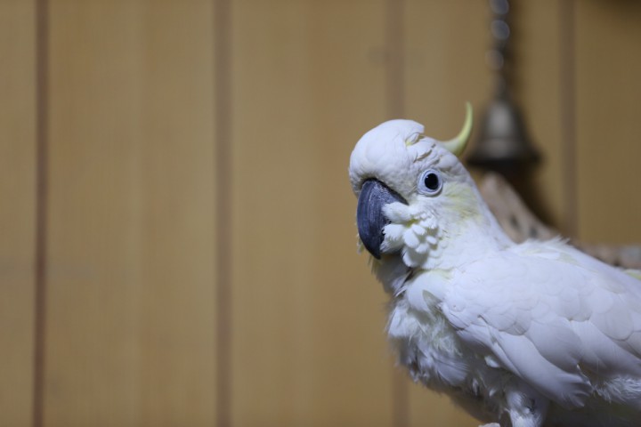 コンちゃん　嘴を蓋してるのは　私の所に行きたいので＾＾