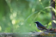 コルリ　Siberian blue robin