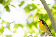 キビタキ　Narcissus Flycatcher