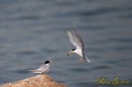 コアジサシ　Little Tern