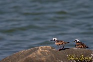 キョウジョシギ　Ruddy Turnstone