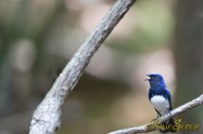 オオルリ　Blue-and-White Flycatcher