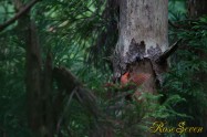 アカショウビン Ruddy Kingfisher