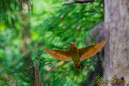 アカショウビン Ruddy Kingfisher　巣作りは雌雄交代で行われる