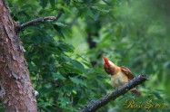 アカショウビン　Ruddy Kingfisher