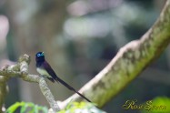 サンコウチョウ　Japanese Paradise Flycatcher