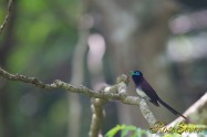 サンコウチョウ　Japanese Paradise Flycatcher