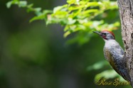 アオゲラ　Japanese Green Woodpecker