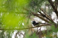 サンコウチョウ　Japanese Paradise Flycatcher