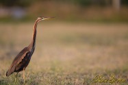 ムラサギサギ　Purple heron