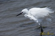 コサギ　Little egret