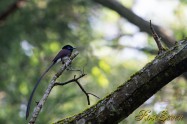 サンコウチョウ　Japanese Paradise Flycatcher