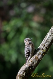 コゲラ　Japanese Pygmy Woodpecker