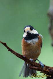 ヤマガラ　Varied tit