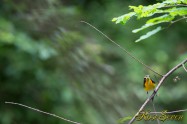 キビタキ　Narcissus Flycatcher