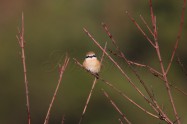 モズ　Bull-headed Shrike