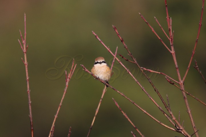 モズ　Bull-headed Shrike