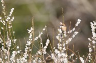 モズ　Bull-headed Shrike