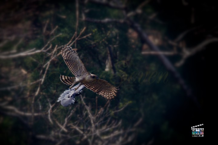 Mountain Hawk-eagle　クマタカ