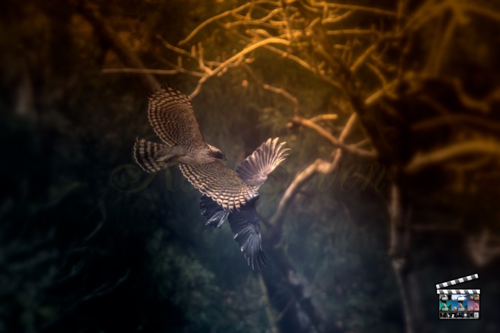 クマタカ　Mountain Hawk-eagle　(Magic Bullet Photo Looks　※Custom)