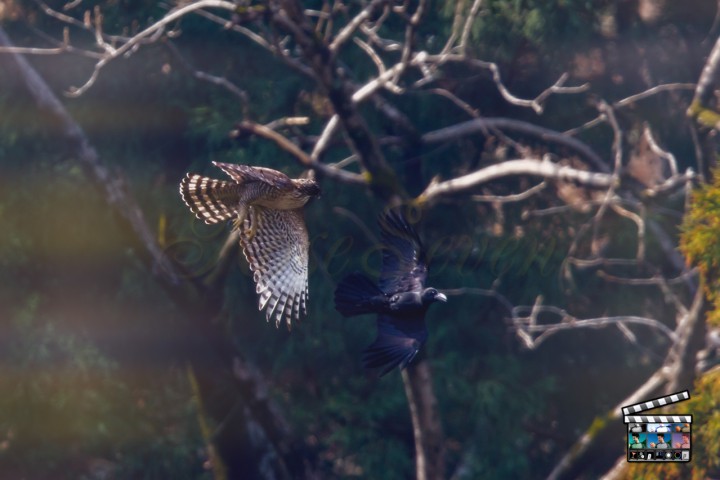 クマタカ　Mountain Hawk-eagle　(Magic Bullet Photo Looks　※Custom)