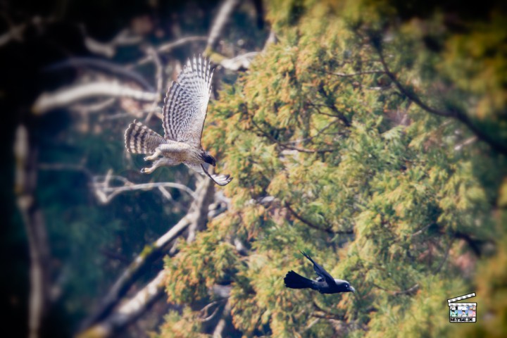 クマタカ　Mountain Hawk-eagle　(Magic Bullet Photo Looks　※Custom)