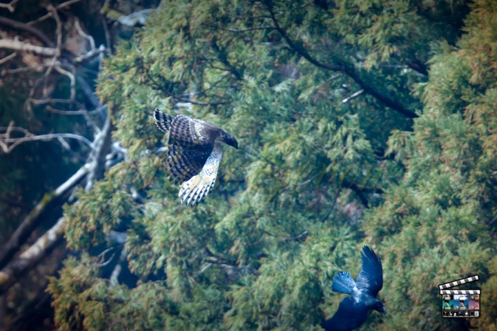 クマタカ　Mountain Hawk-eagle　(Magic Bullet Photo Looks　※Custom)