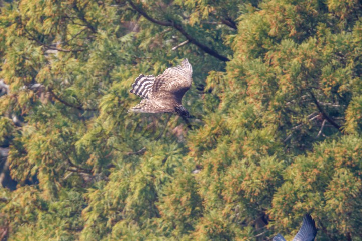 クマタカ　Mountain Hawk-eagle　