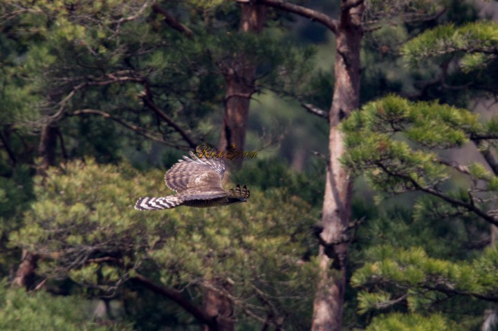 Mountain Hawk-eagle　クマタカ