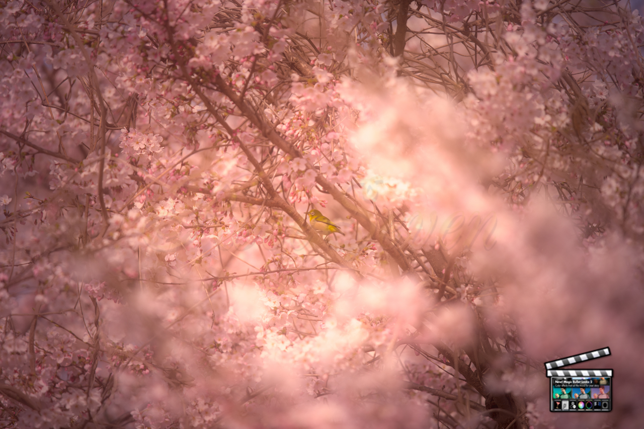 桜