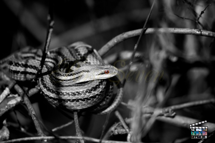 シマヘビ　Japanese striped snake　