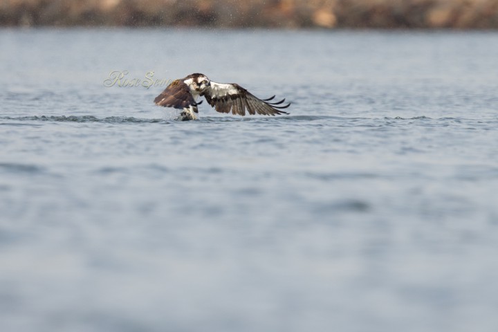 Osprey　ミサゴ