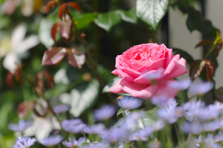 ※ラ　ローズ　ドゥ　モリナール　La Rose de Molinard　※HDR