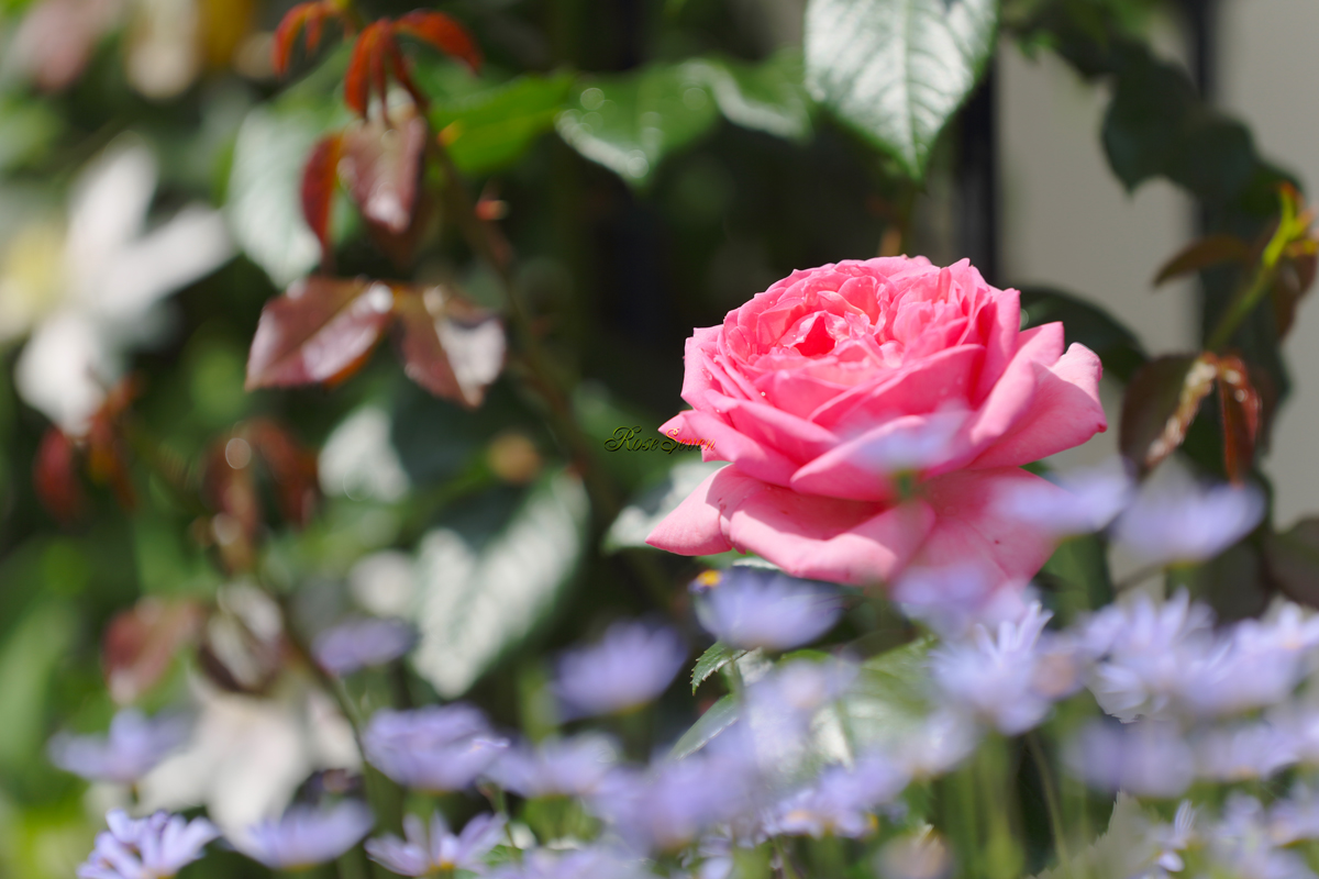 La Rose de Molinard