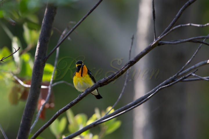 Narcissus Flycatcher