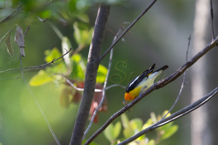 Narcissus Flycatcher