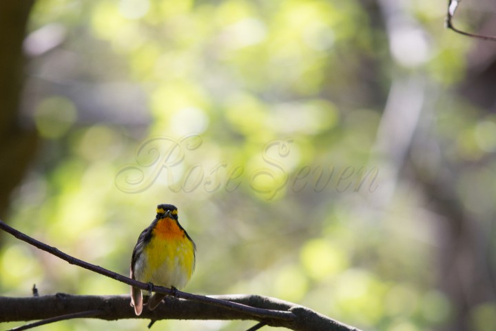 Narcissus Flycatcher