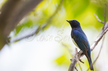 Blue-and-White Flycatcher