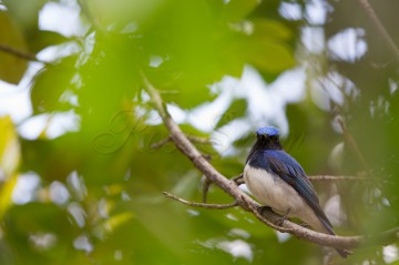 Blue-and-White Flycatcher