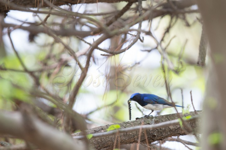 Blue-and-White Flycatcher