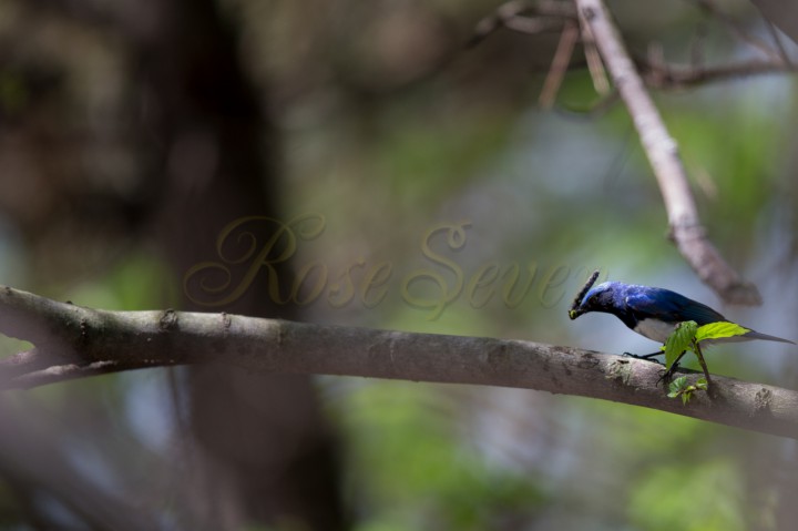 Blue-and-White Flycatcher