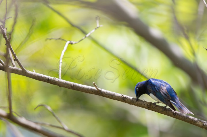 Blue-and-White Flycatcher