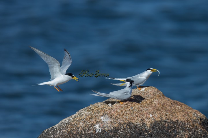 Little Tern