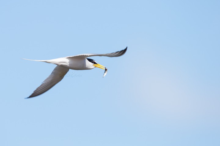 Little Tern